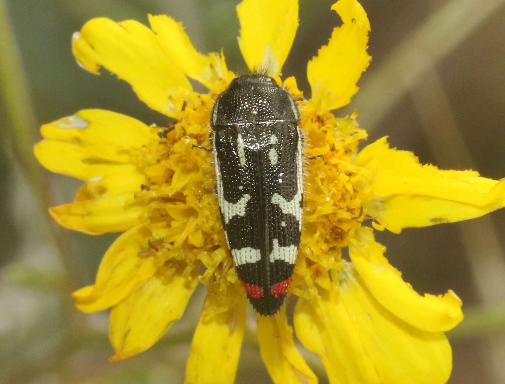 Image of Acmaeodera amabilis Horn 1878