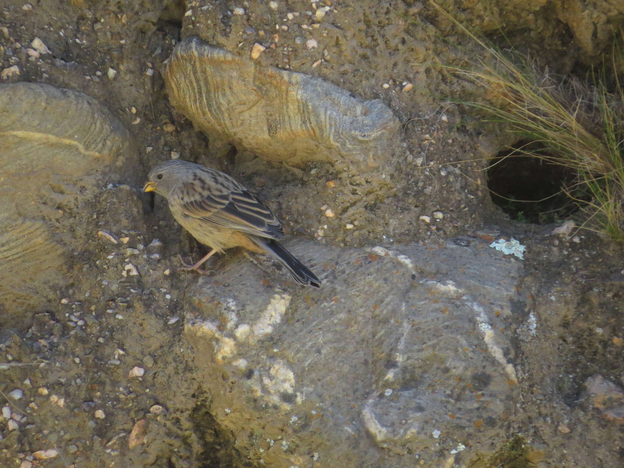 Image of Band-tailed Seedeater