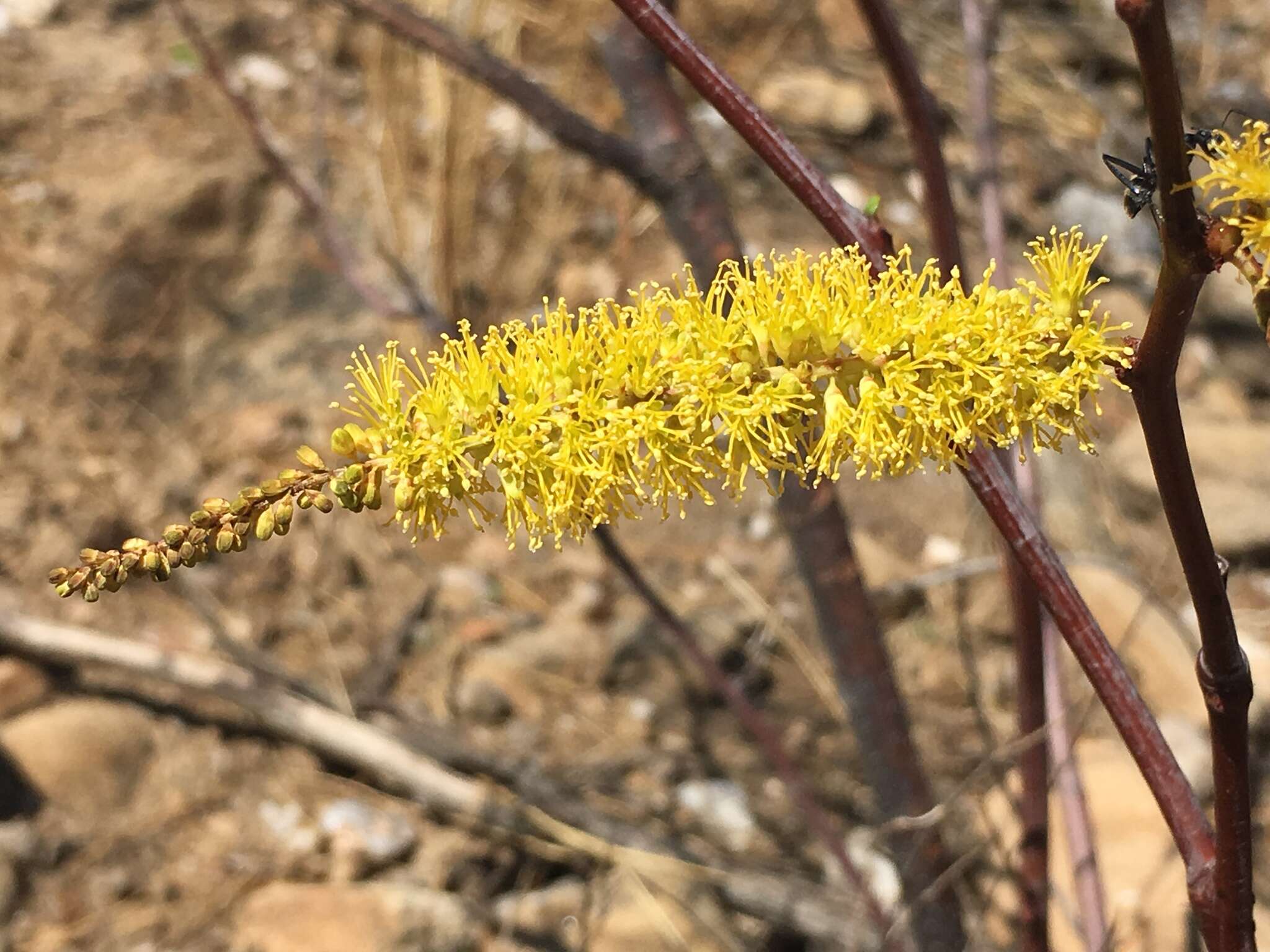 Plancia ëd Elephantorrhiza suffruticosa Schinz