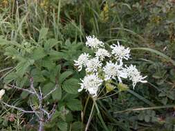 Heracleum chorodanum (Hoffm.) DC.的圖片