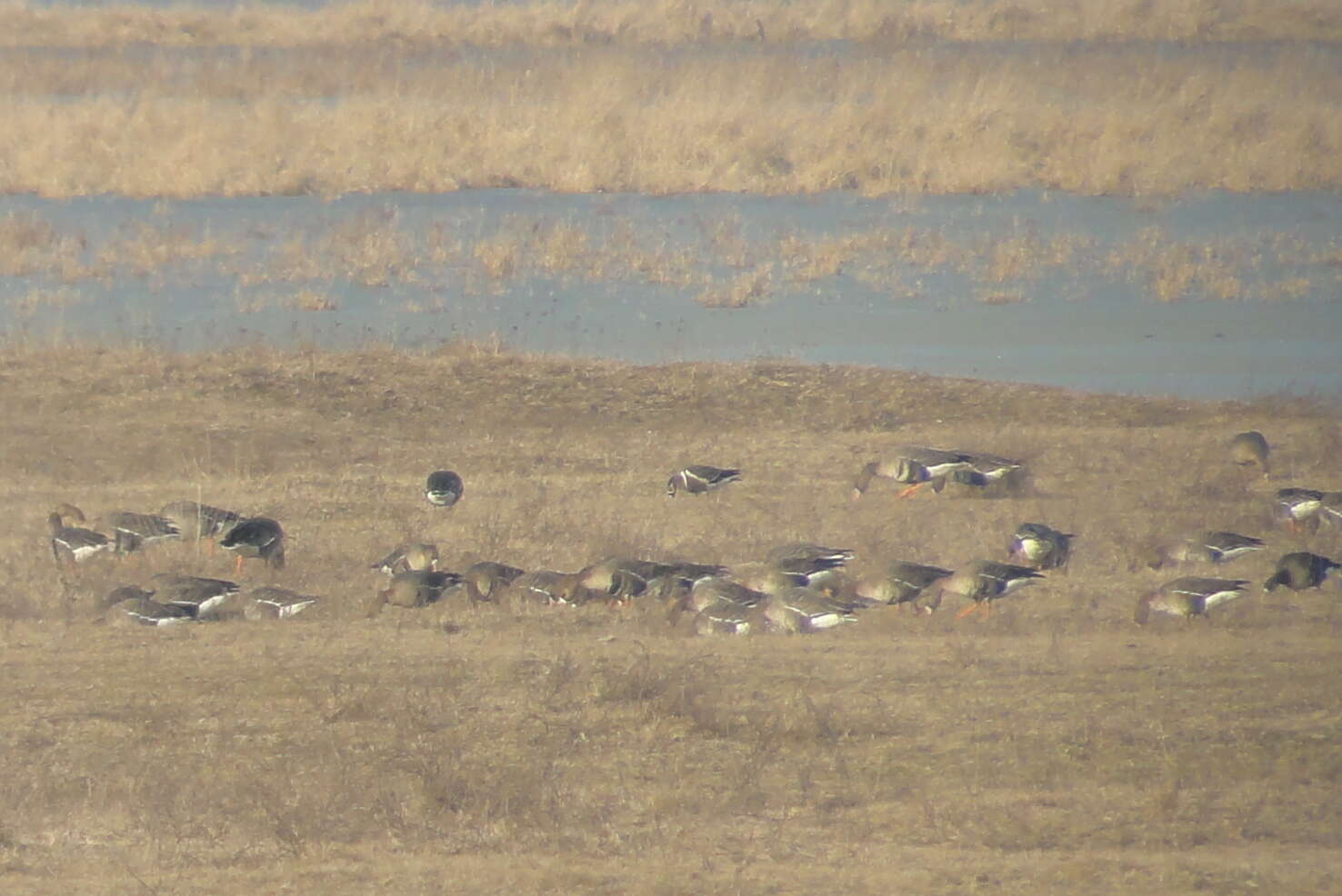 Image of Red-breasted Goose