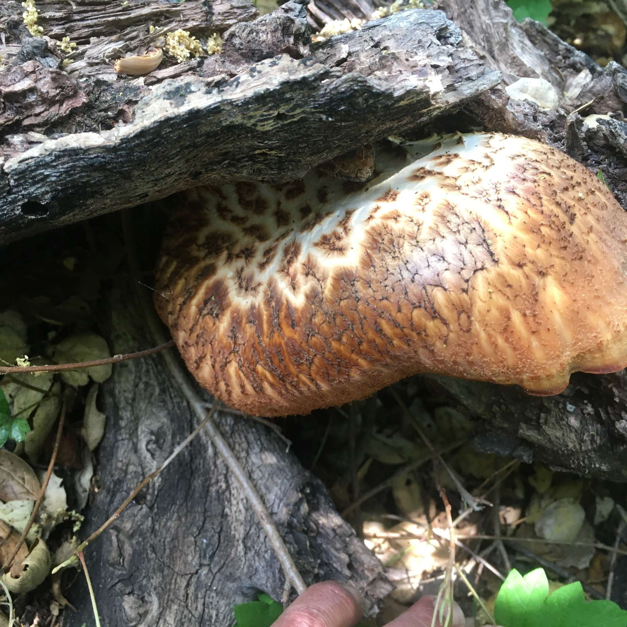 Image of Polyporus mcmurphyi Murrill 1915