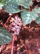 Image de Pachysandra procumbens Michx.