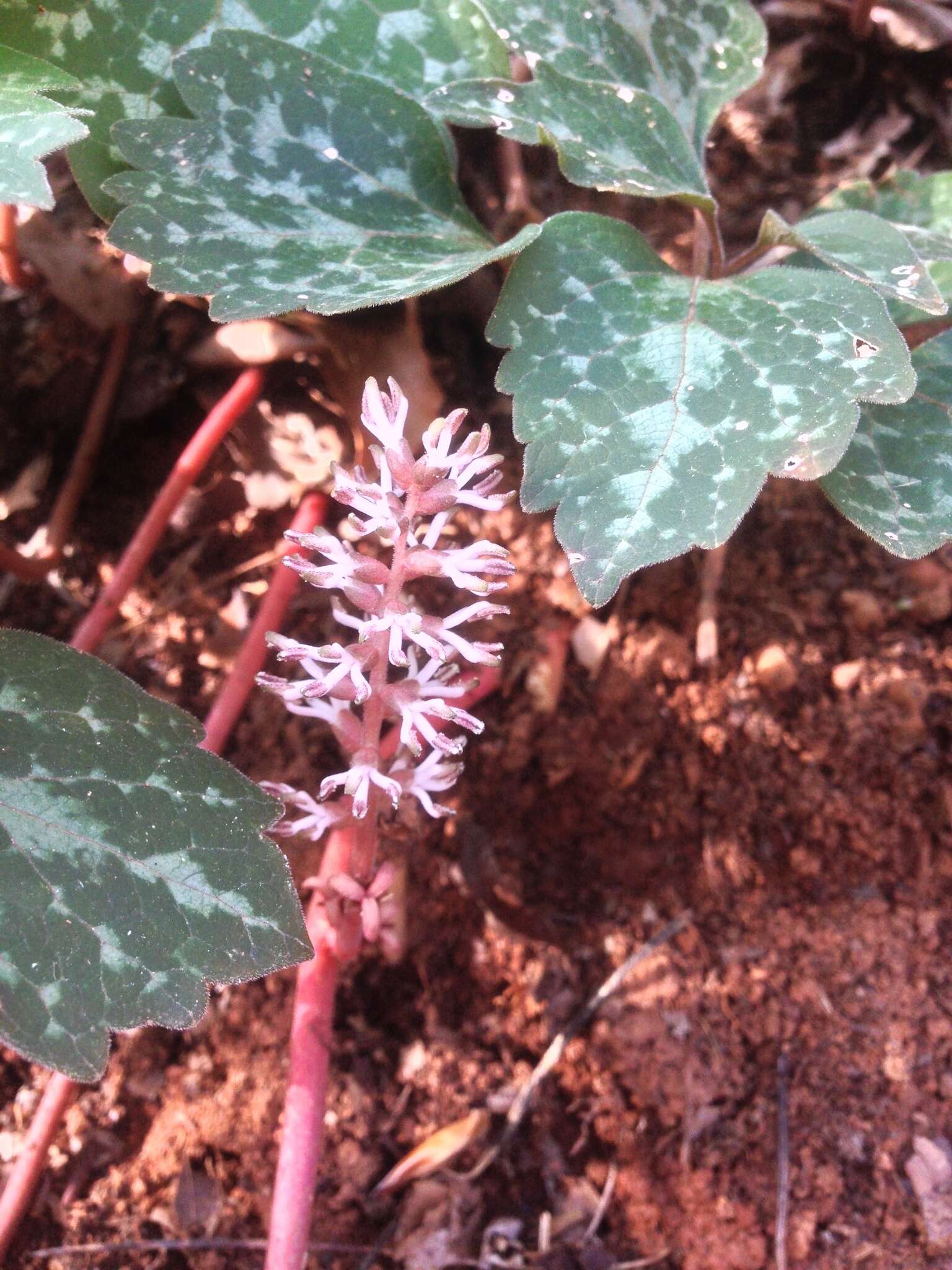 Image of Allegheny-spurge