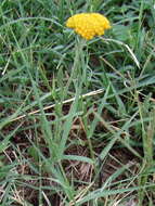 Achillea coarctata Poir.的圖片