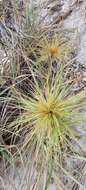 Sivun Spinifex hirsutus Labill. kuva