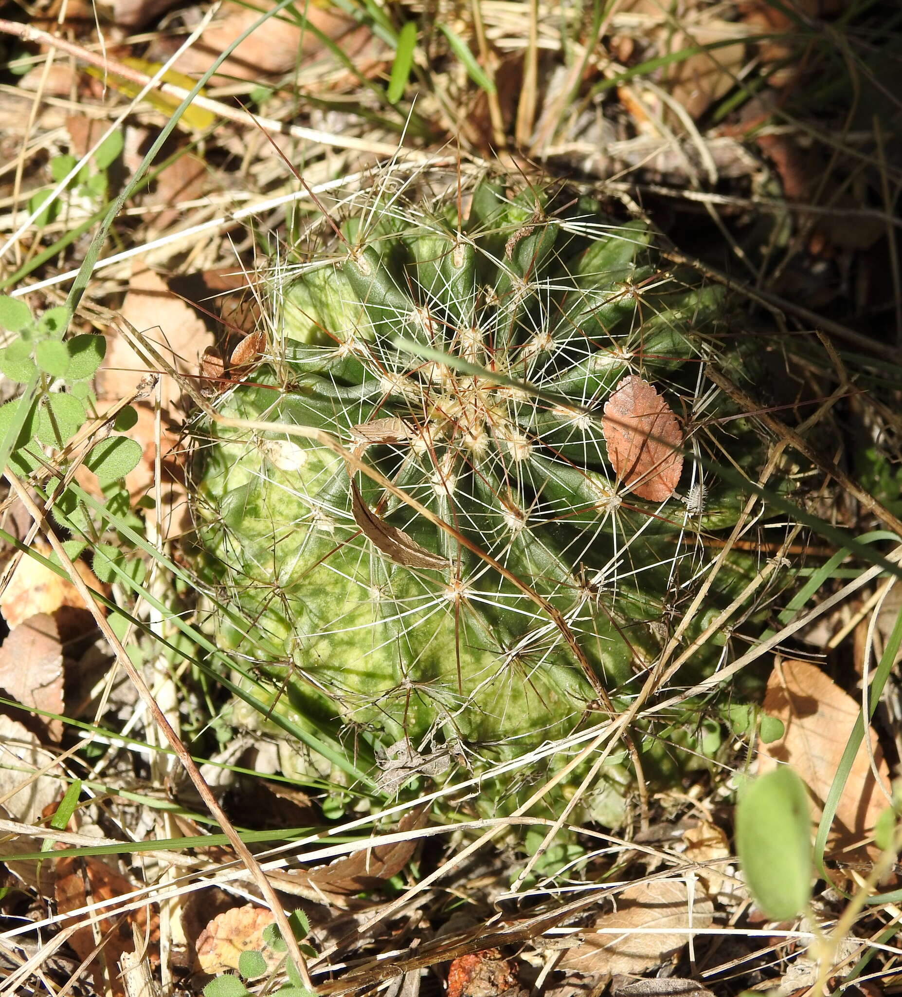 Image of <i>Hamatocactus setispinus</i>