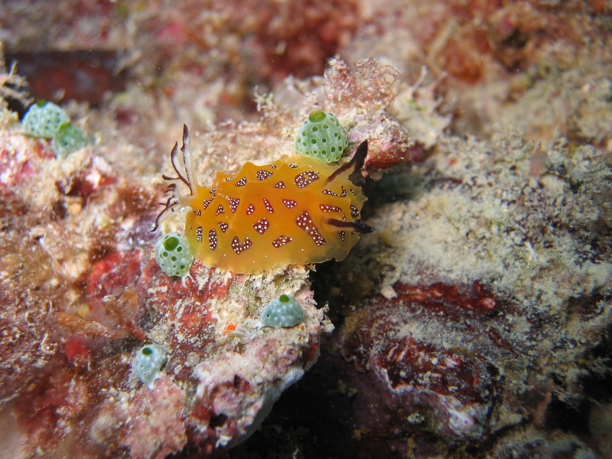 Image of Halgerda indotessellata Tibiriçá, Pola & Cervera 2018