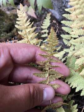 Image of Rocky Mountain woodsia