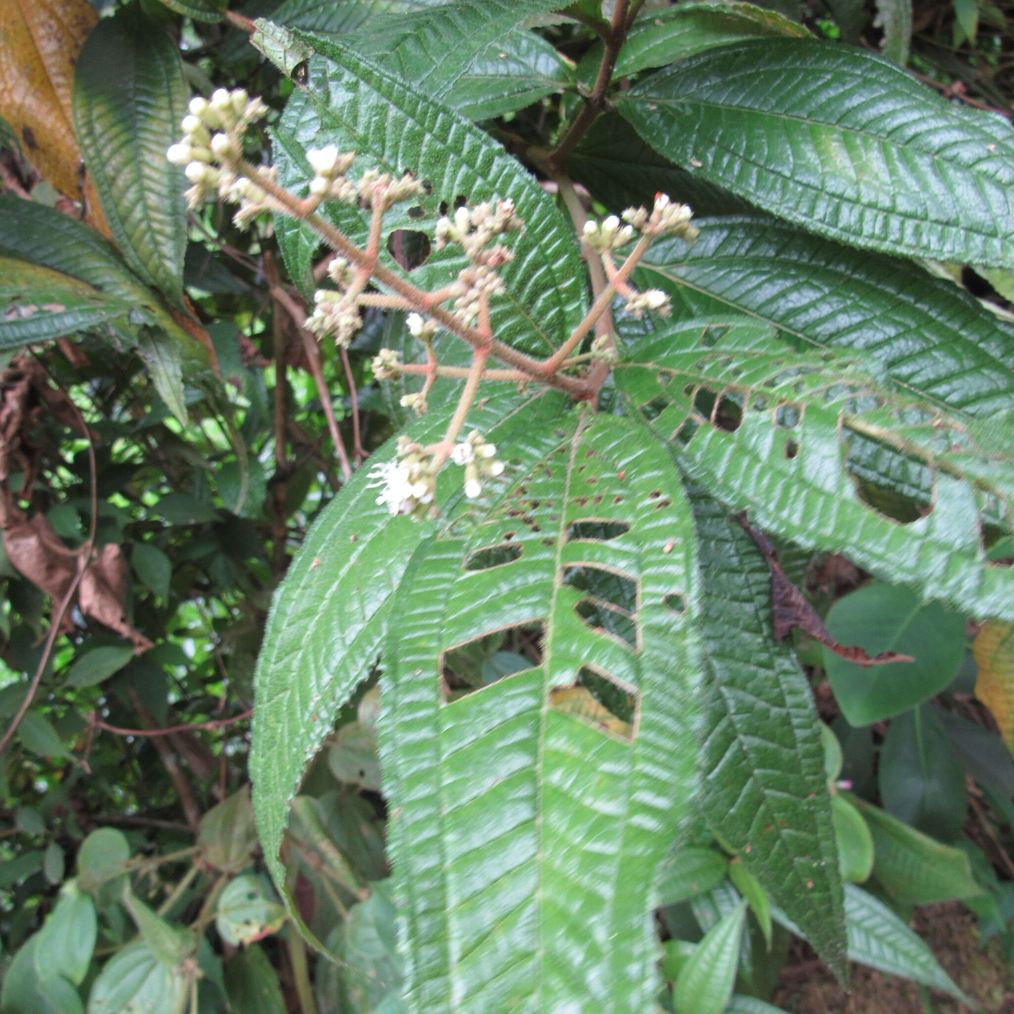 Image of Miconia ibaguensis (Bonpl.) Triana