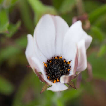 Image de Dimorphotheca walliana (Norl.) B. Nord.