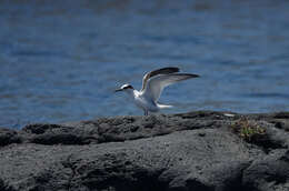 Image of Saunders's tern