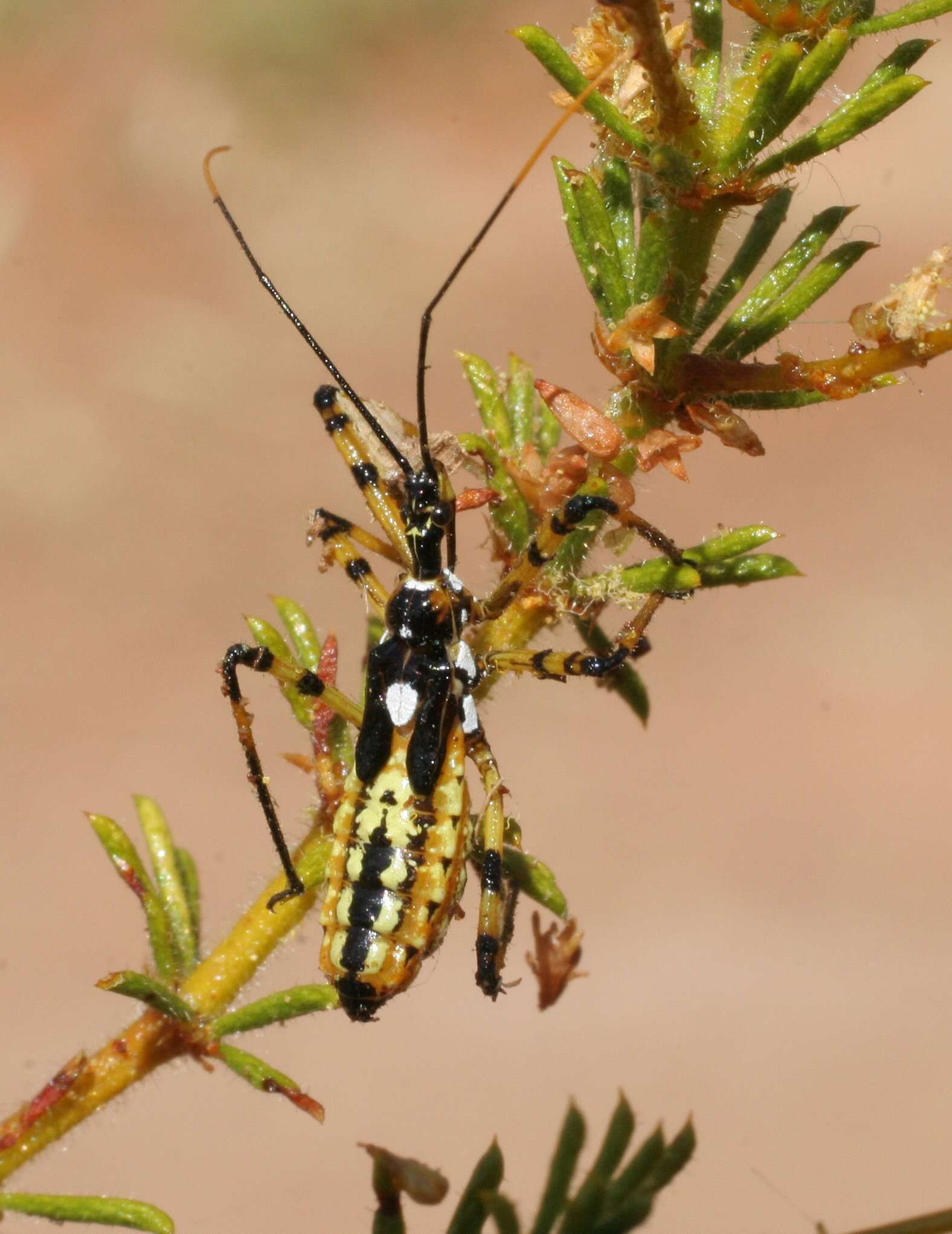 Image of Poecilosphodrus gratiosus (Stål 1859)