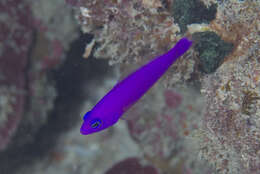 Image of Pseudochromis porphyreus