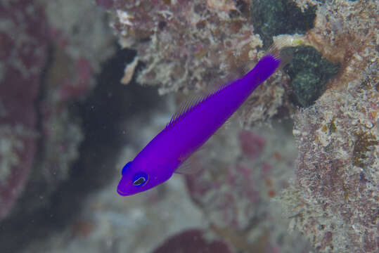 Image de Pictichromis porphyrea (Lubbock & Goldman 1974)