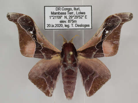 Image of Holocerina angulata (Aurivillius 1893)