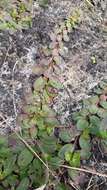 Image of creeping primrose-willow