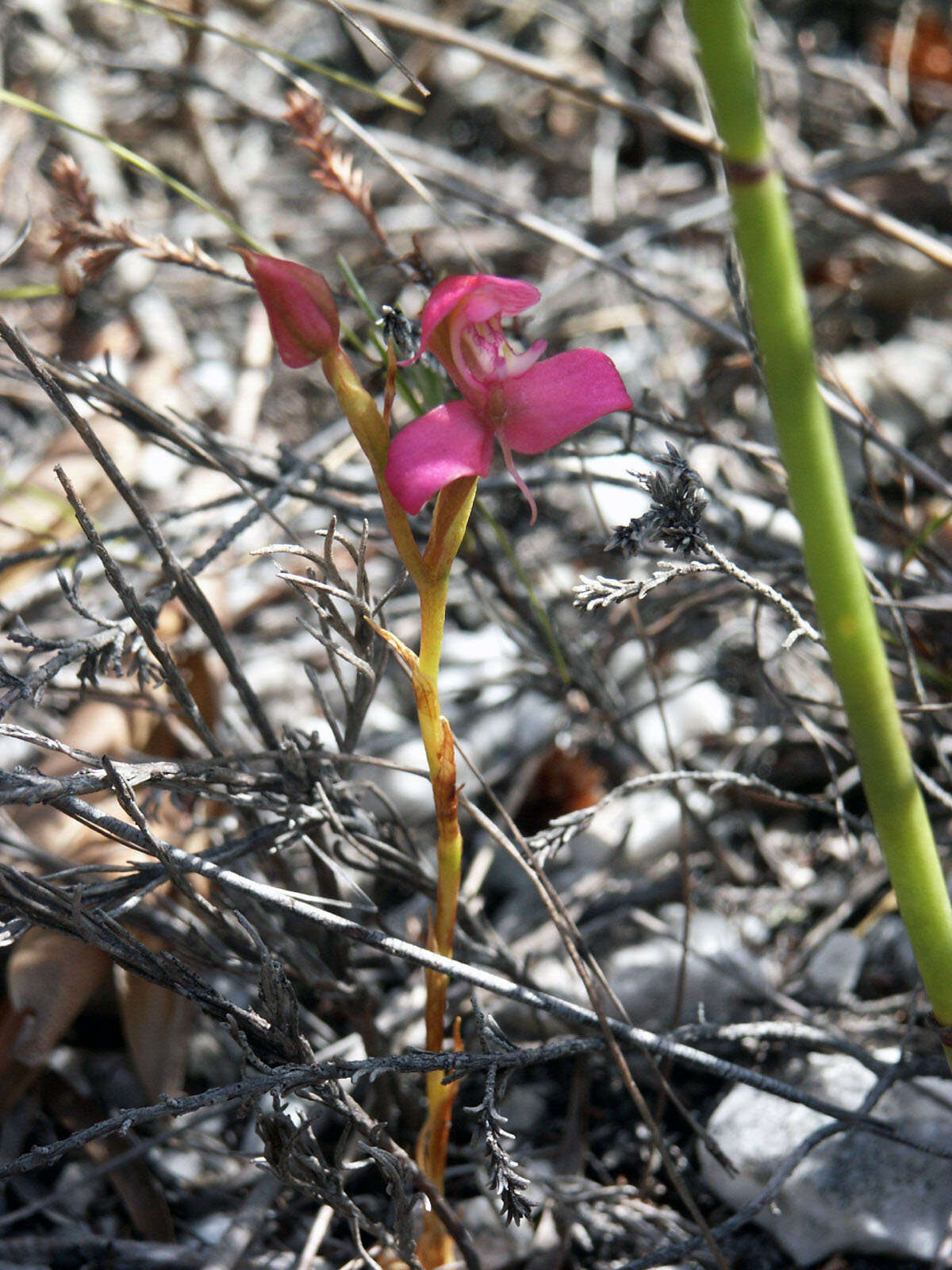 Imagem de Disa filicornis (L. fil.) Thunb.