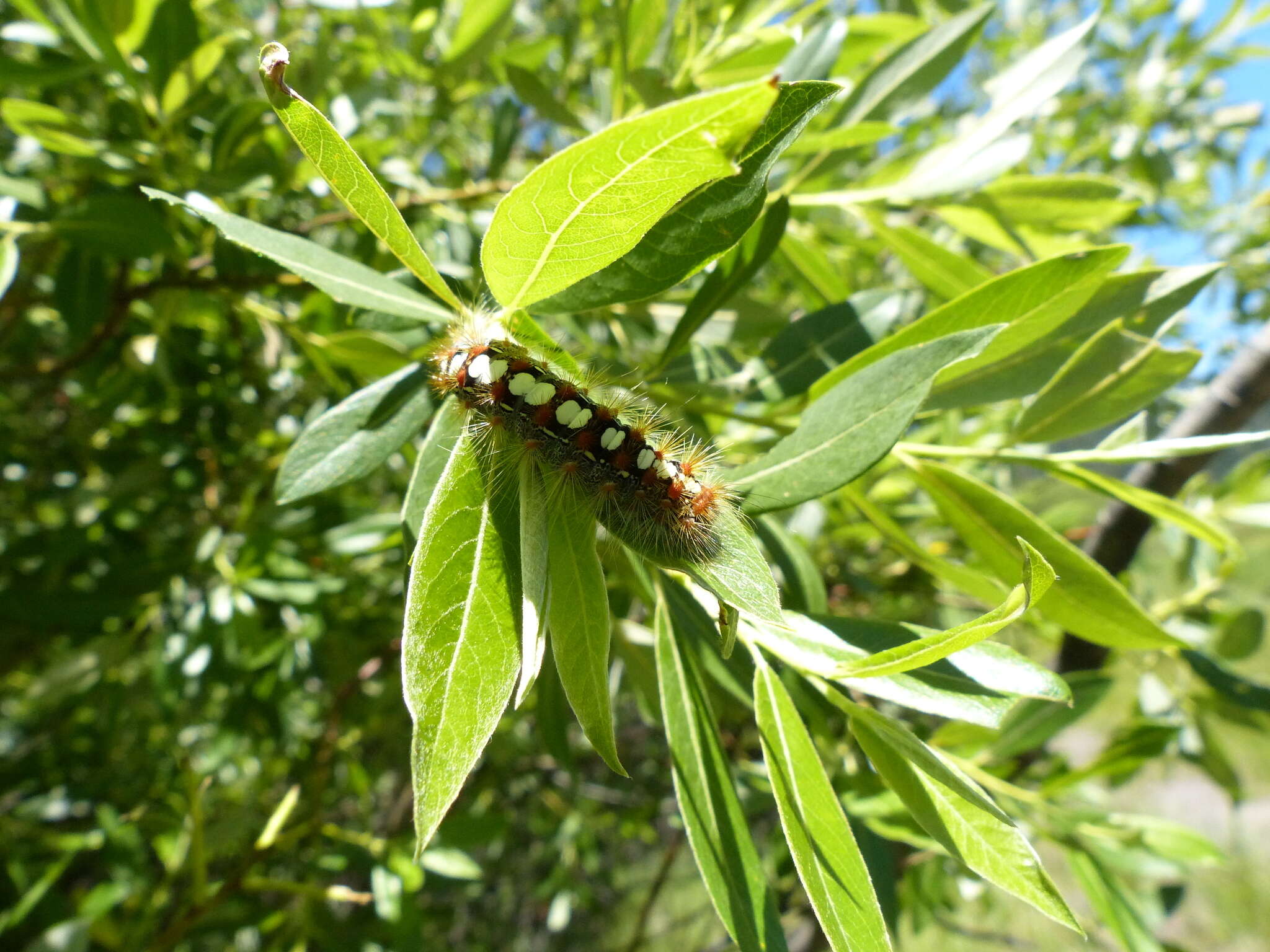 Image of Leucomini