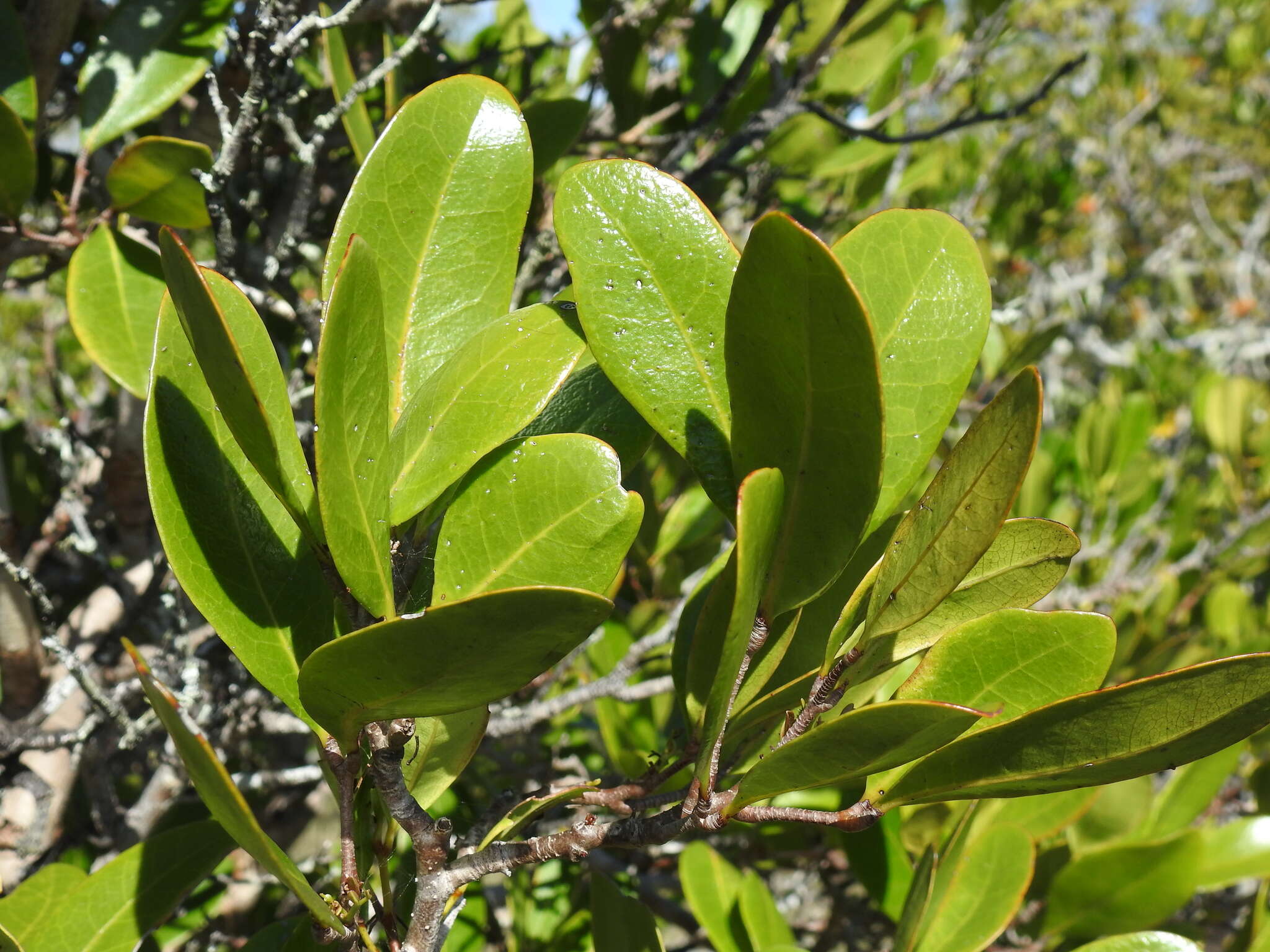 Image of Dhundal tree