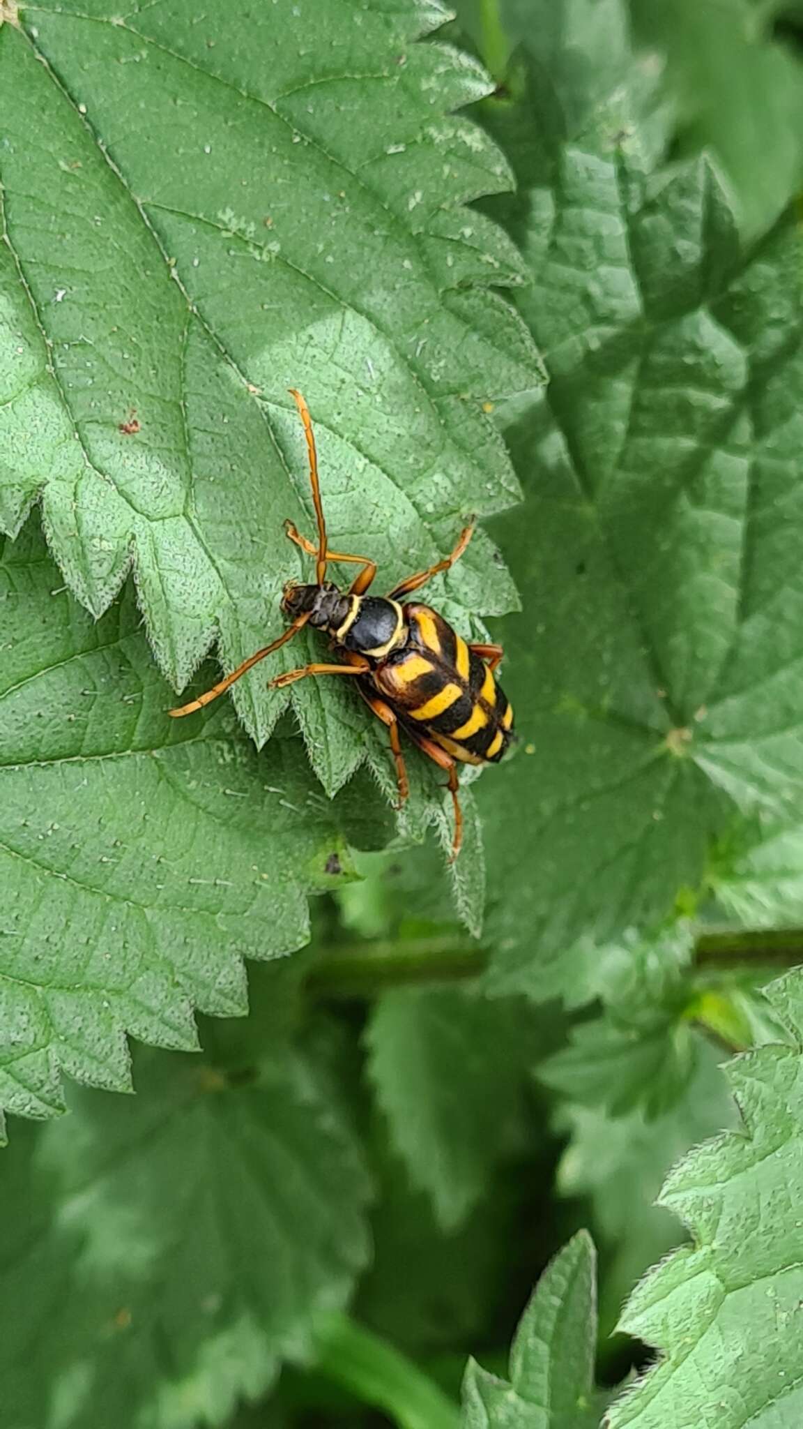 Image of Leptura aurulenta Fabricius 1793