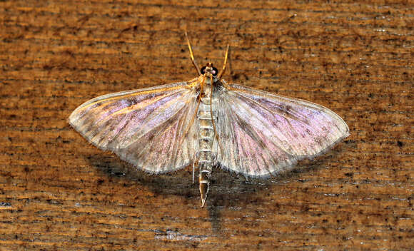 Image of Herpetogramma aquilonalis