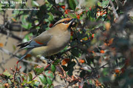 Image of Japanese Waxwing