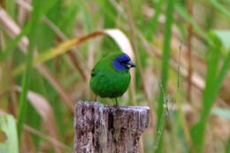 Image of Blue-faced Parrot-Finch