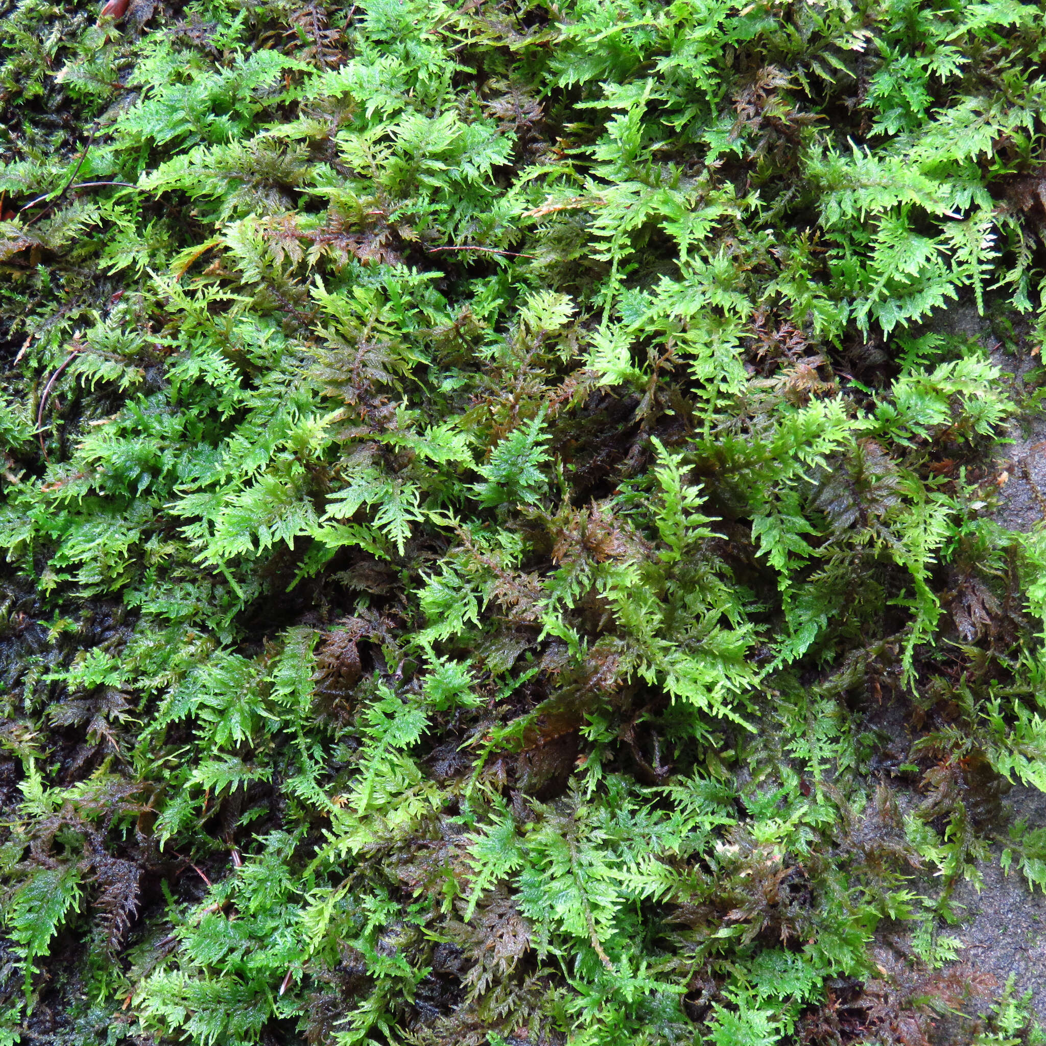 Image of delicate thuidium moss