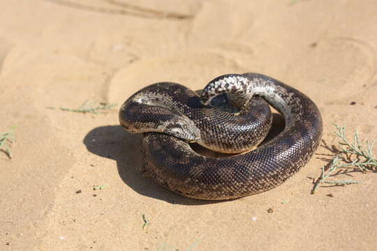 Image of Black Sandboa