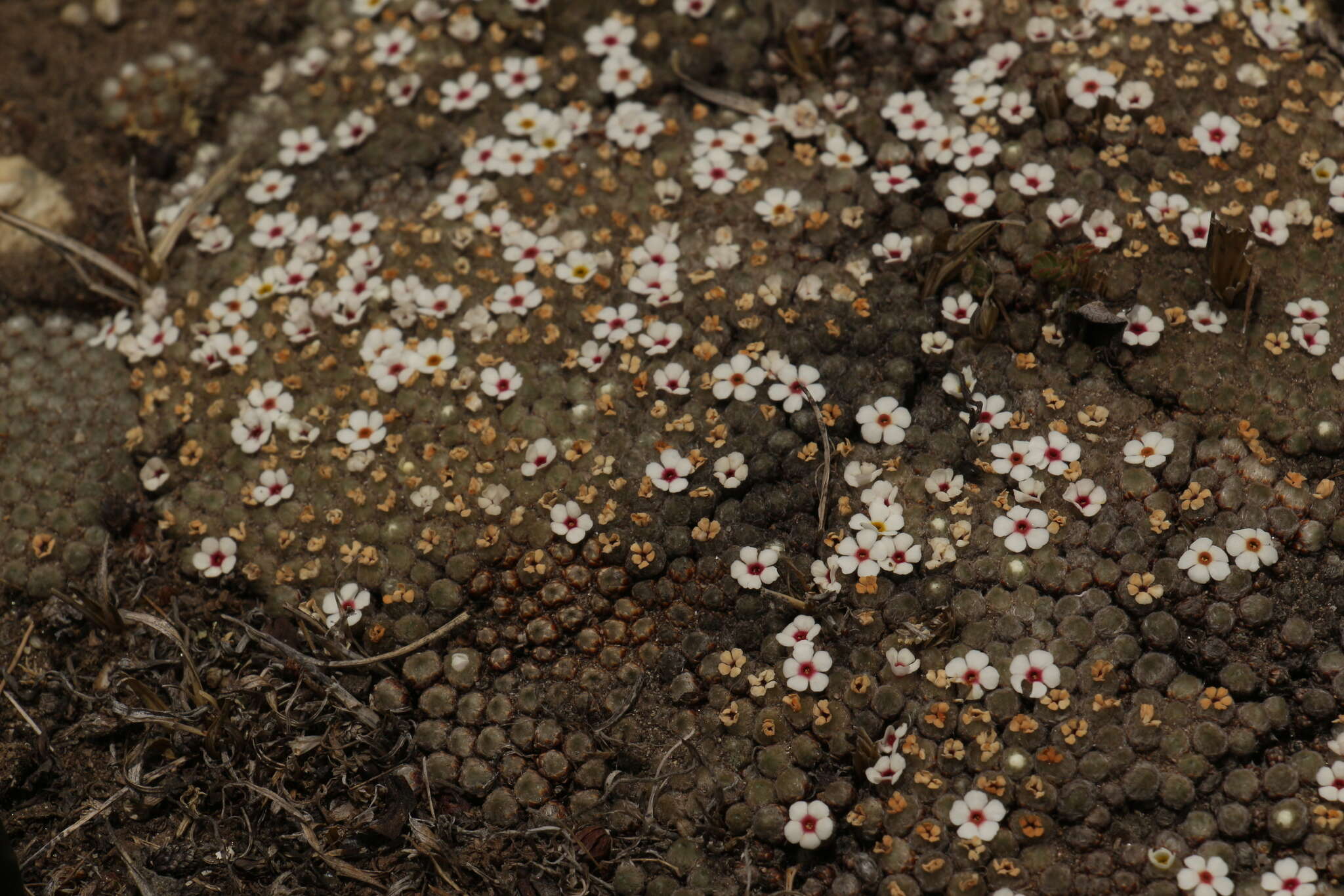 Image of Androsace tapete Maxim.