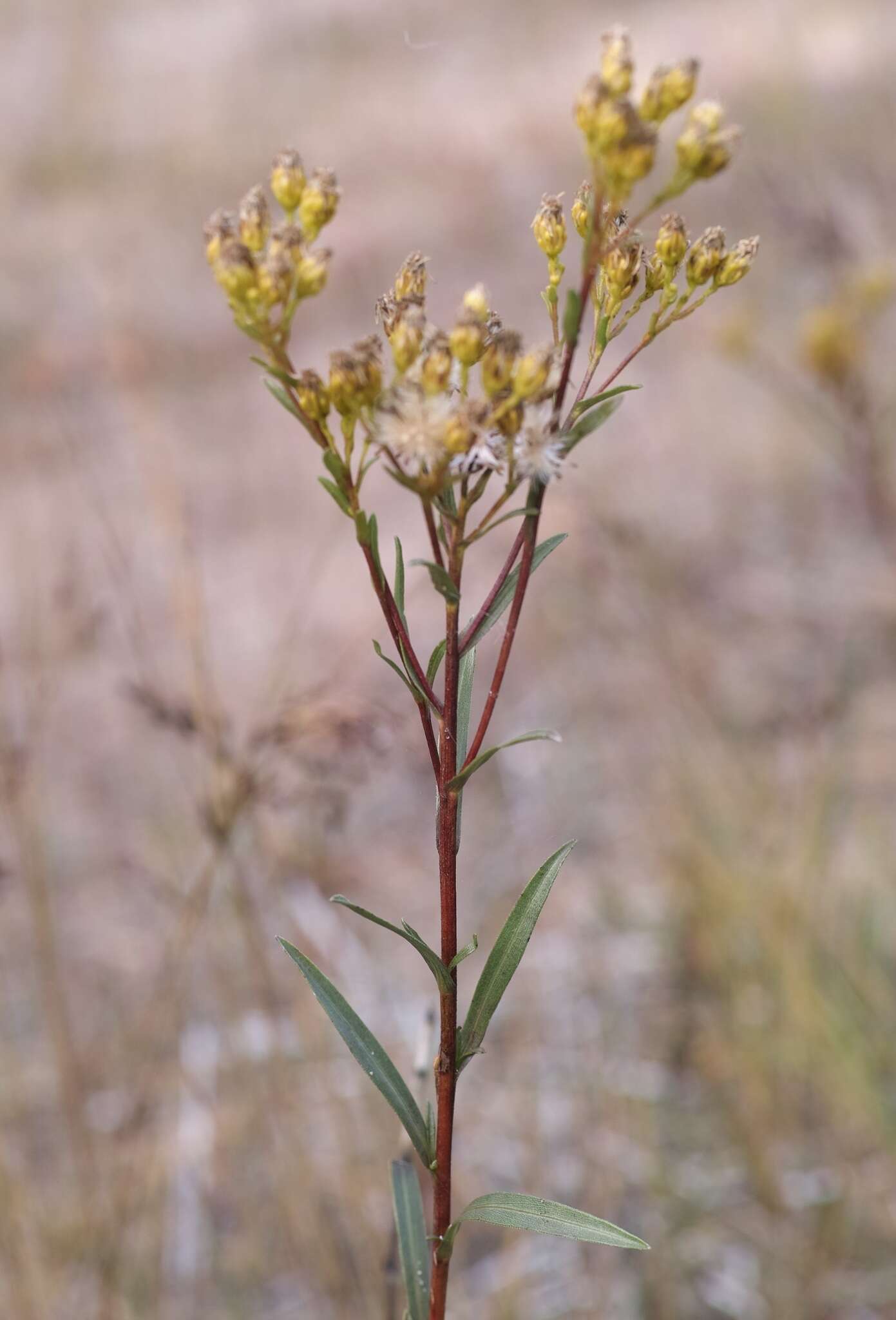 Imagem de Solidago houghtonii Torr. & A. Gray ex A. Gray