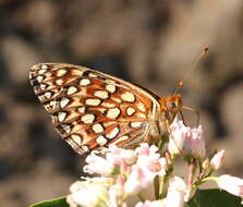 Image de <i>Speyeria hesperis dodgei</i>