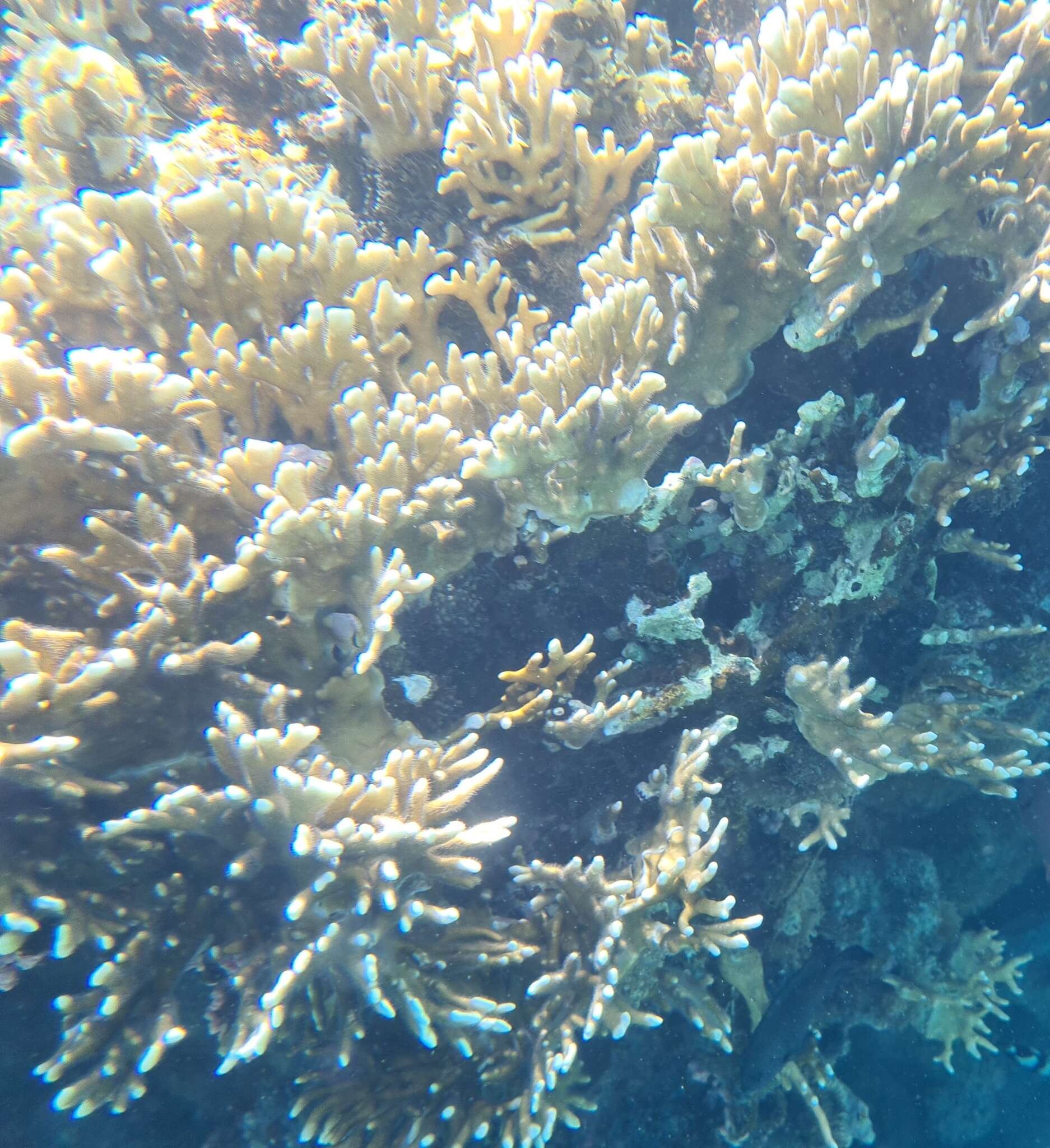 Image of Fire coral