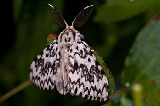 صورة Lymantria monacha Linnaeus 1758