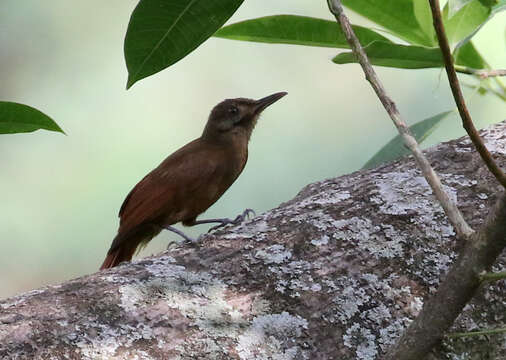 Image of Plain-brown Woodcreeper