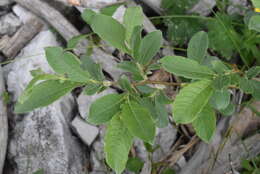 Image of Salix appendiculata Vill.