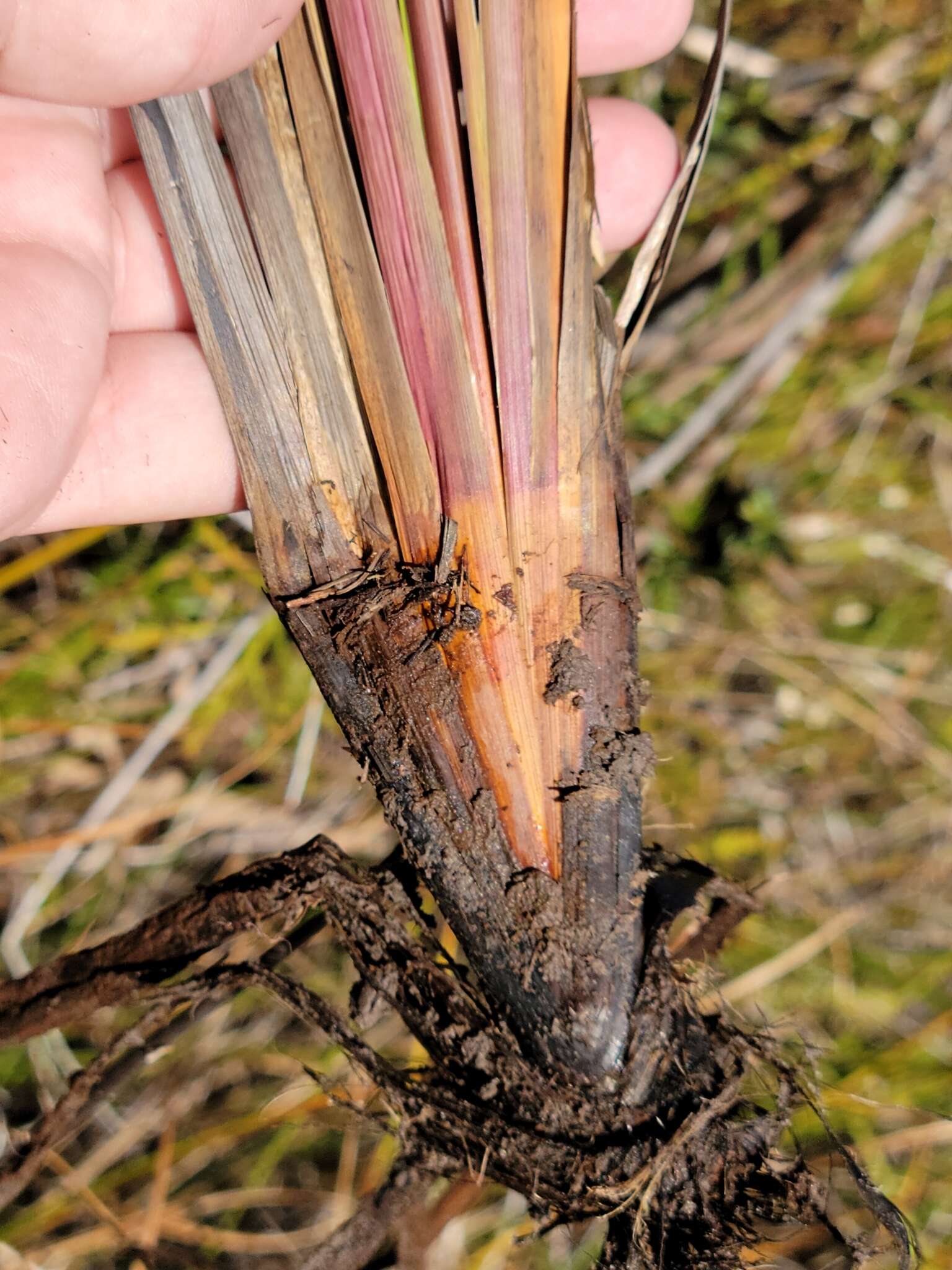 Image of Pineland Yellow-Eyed-Grass