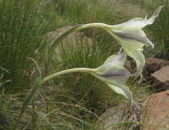 Imagem de Gladiolus longicollis subsp. longicollis