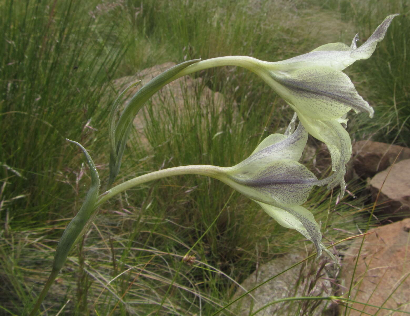 Imagem de Gladiolus longicollis subsp. longicollis