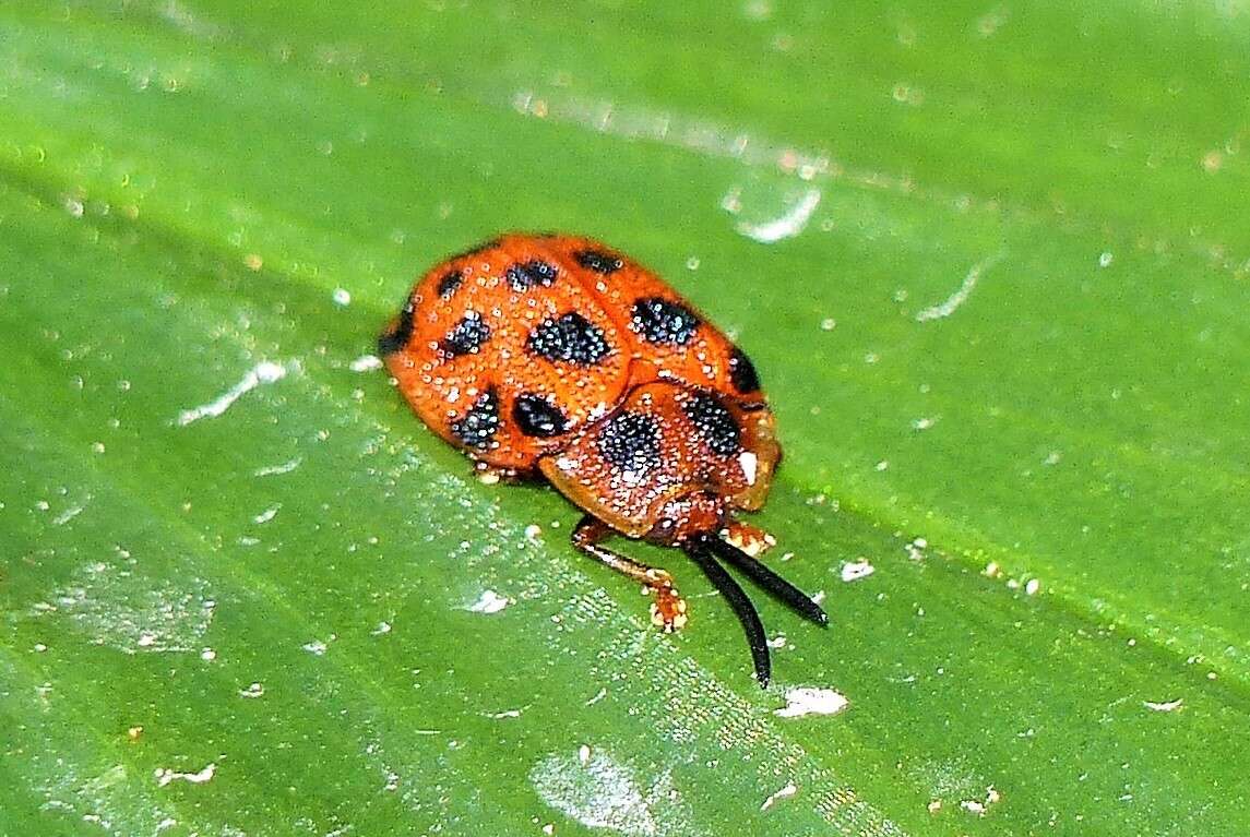 Plancia ëd Epistictina viridimaculata (Boheman 1850)