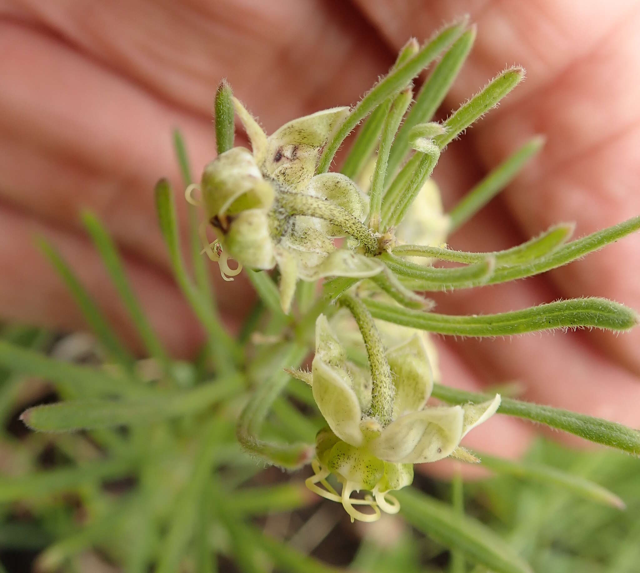 Image of Miraglossum verticillare (Schltr.) F. K. Kupicha