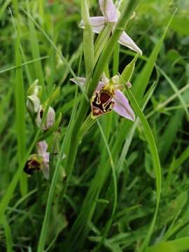 Image of Ophrys apifera var. curviflora A. Soulié