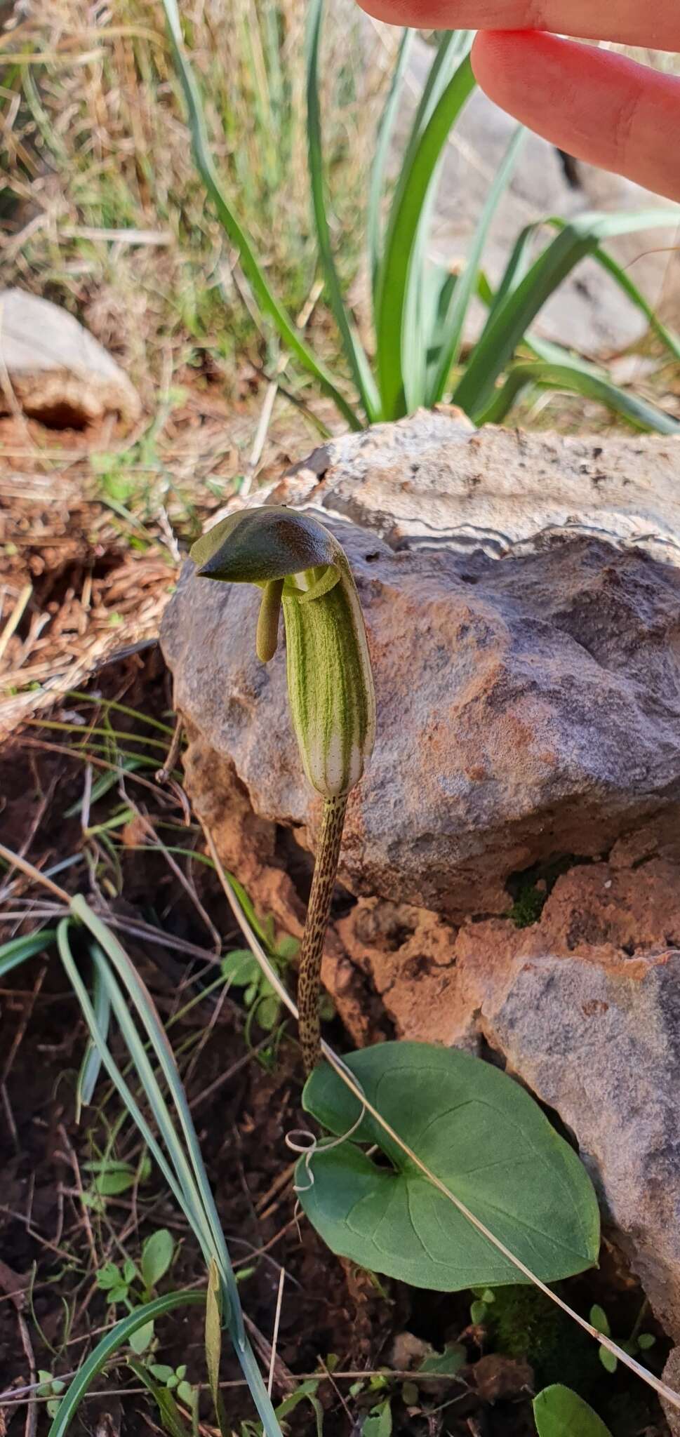 Image of Arisarum vulgare subsp. vulgare