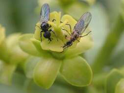 Image of Dilophus beckeri Hardy 1948