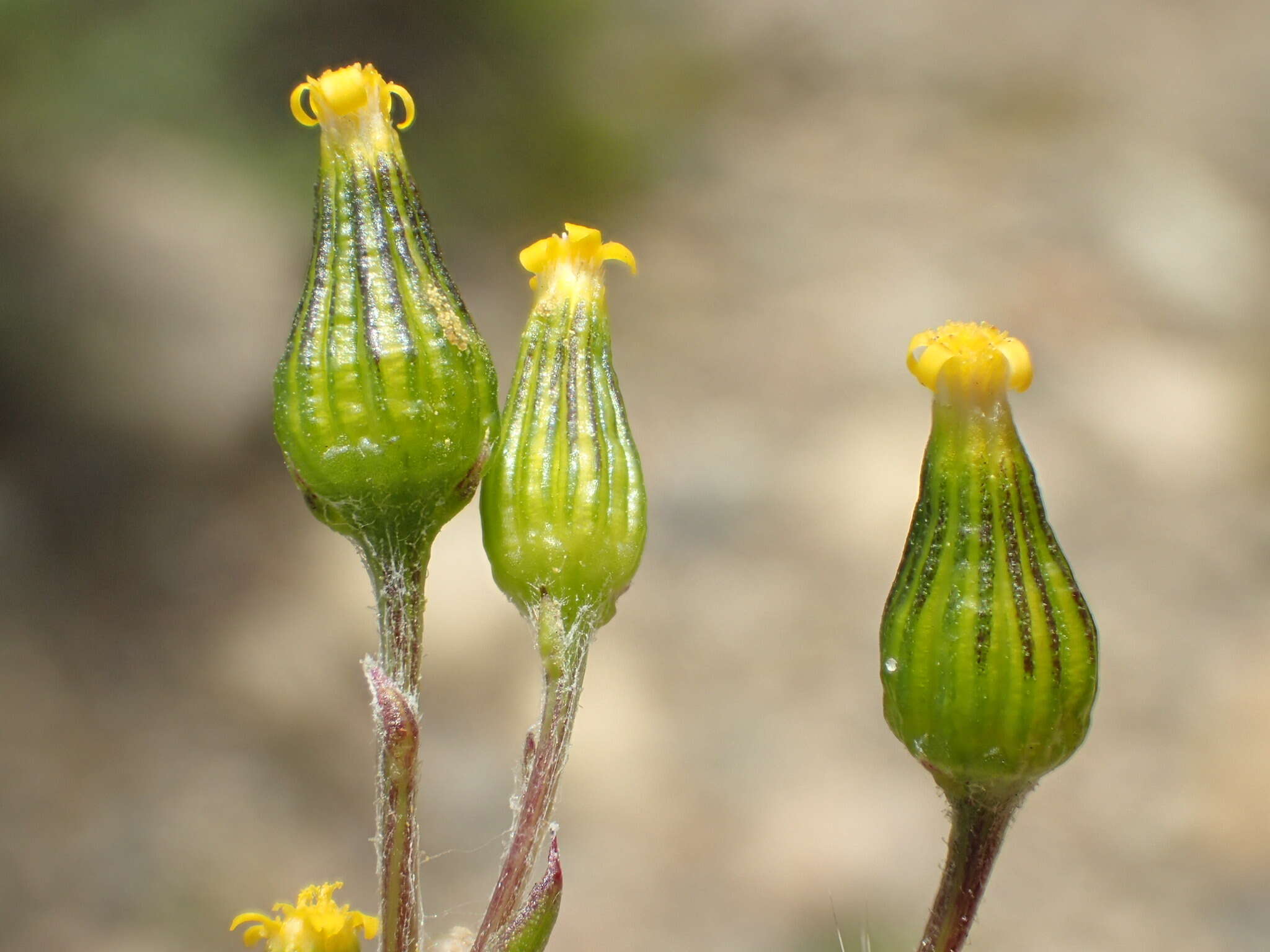 Image of chaparral ragwort