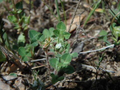 Plancia ëd Trifolium scabrum L.