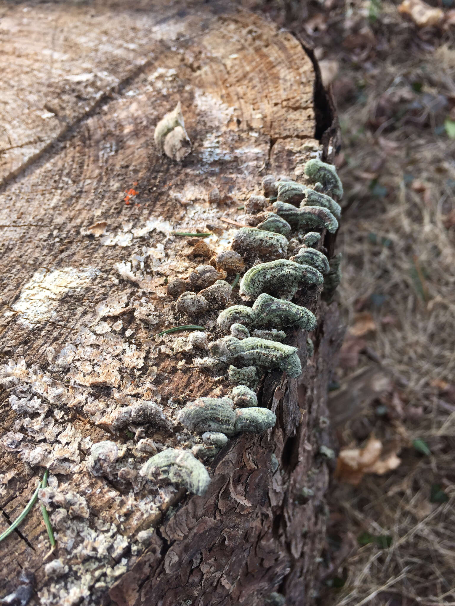 Image of Trametes hirsuta (Wulfen) Lloyd 1924