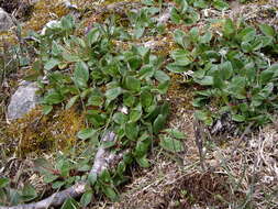 Image of arctic willow