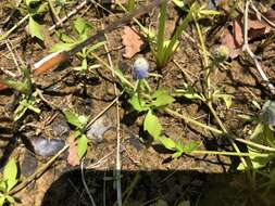 Image of creeping eryngo